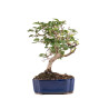 Carpinus turczaninowii - B5082