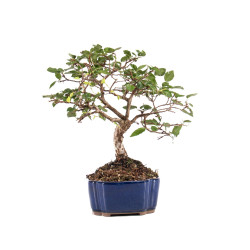 Carpinus turczaninowii - B5082