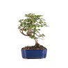Carpinus turczaninowii - B5082