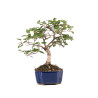Carpinus turczaninowii - B5082