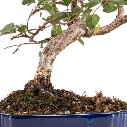 Carpinus turczaninowii - B5082