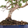 Carpinus turczaninowii - B5082