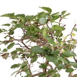 Carpinus turczaninowii - B5082
