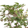 Carpinus turczaninowii - B5082