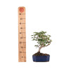 Carpinus turczaninowii - B5082