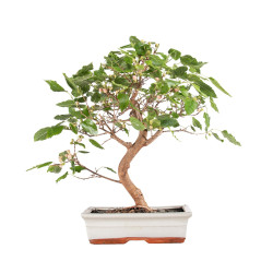 Morus alba - B5094