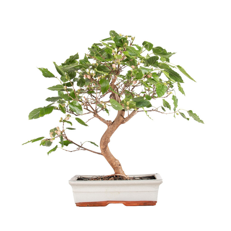 Morus alba - B5094