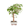 Morus alba - B5094