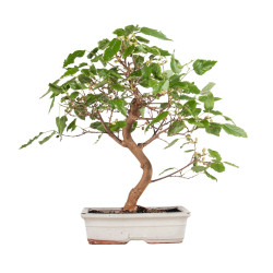 Morus alba - B5094