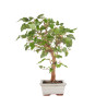 Morus alba - B5094