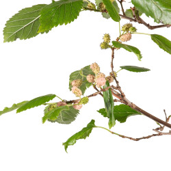 Morus alba - B5094