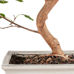 Morus alba - B5094
