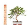 Morus alba - B5094