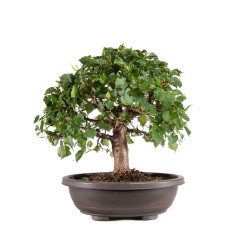Tilia cordata - B5110