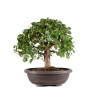 Tilia cordata - B5110