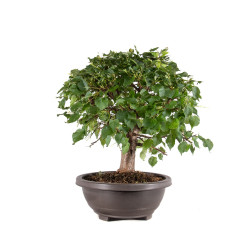 Tilia cordata - B5110