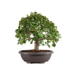 Tilia cordata - B5110