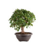 Tilia cordata - B5110