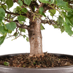 Tilia cordata - B5110