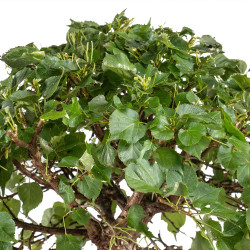 Tilia cordata - B5110
