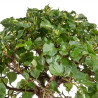 Tilia cordata - B5110