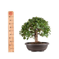 Tilia cordata - B5110