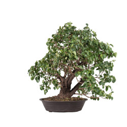 Prunus mahaleb - B5112