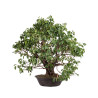 Prunus mahaleb - B5112