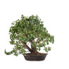 Prunus mahaleb - B5112