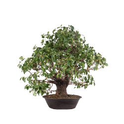 Prunus mahaleb - B5112