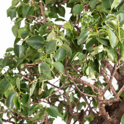 Prunus mahaleb - B5112