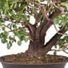 Prunus mahaleb - B5112