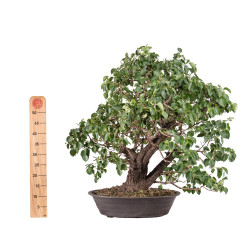 Prunus mahaleb - B5112