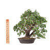 Prunus mahaleb - B5112