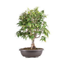 Zelkova serrata - B5114