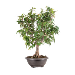 Zelkova serrata - B5114