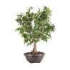Zelkova serrata - B5114