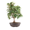 Zelkova serrata - B5114