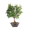 Zelkova serrata - B5114