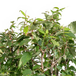 Zelkova serrata - B5114