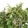 Zelkova serrata - B5114