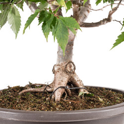 Zelkova serrata - B5114