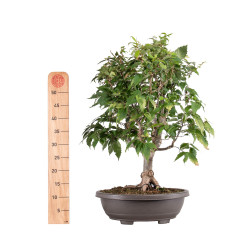 Zelkova serrata - B5114
