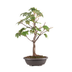 Acer pseudoplatanus - B5115