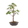 Acer pseudoplatanus - B5115