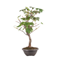 Acer pseudoplatanus - B5115
