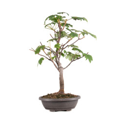 Acer pseudoplatanus - B5115