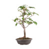 Acer pseudoplatanus - B5115