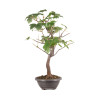 Acer pseudoplatanus - B5115