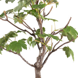 Acer pseudoplatanus - B5115